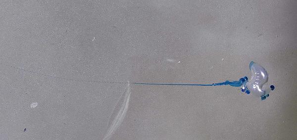 blue_bottle_jellyfish_P8010056